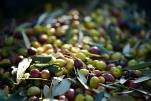 Olive taggiasche: l’eccellenza ligure in tavola.